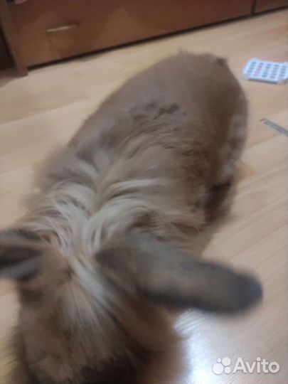 Очень красивый кролик приглашает на вязку