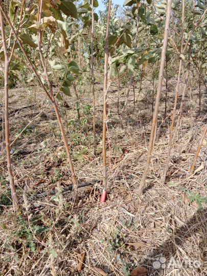 Саженцы плодовых деревьев