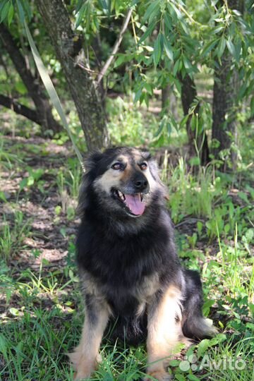 Ириска. Собака ищет дом