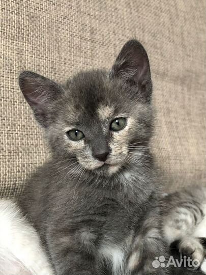 Котята бесплатно