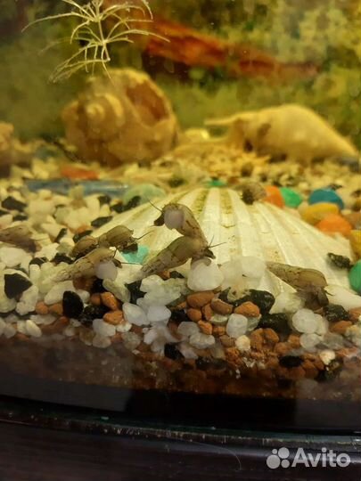 Креветки вишня