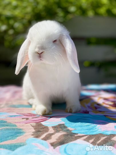 Декоративный кролик минилоп