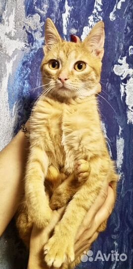 Котёнок Зевс ищет дом