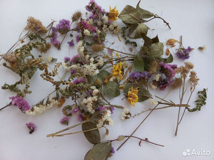 Сухоцветы цветы для рукоделия украшений