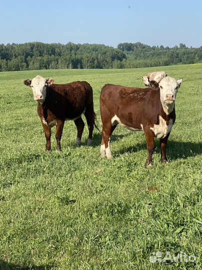 Продам нетелей породы герефорд