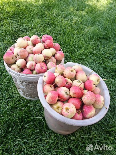 Яблоки, груши, ранетки домашние