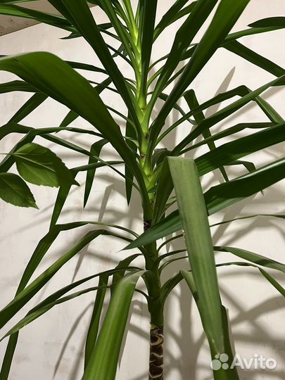 Юкка комнатная