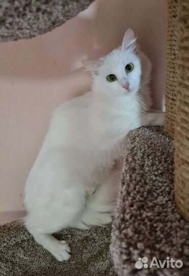 Кошка в дар бесплатно