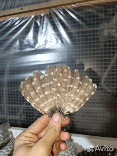 Крылья и хвост сыча