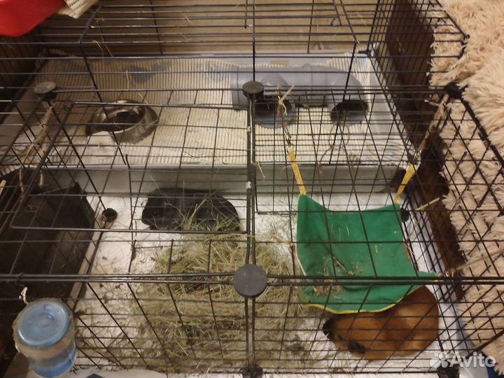 Морские свинки с просторной клеткой