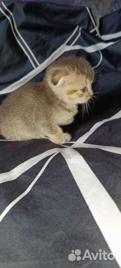 Шотландские вислоухие котята