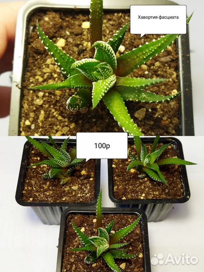 Хавортии #1, Блэк Джем (Суккуленты)