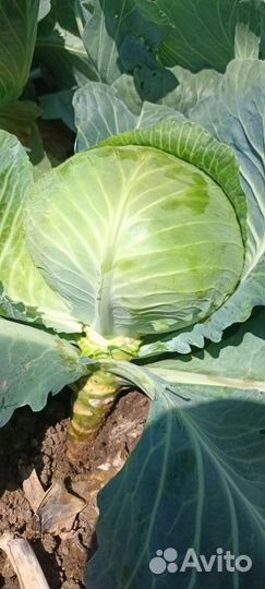 Капуста.Бронка