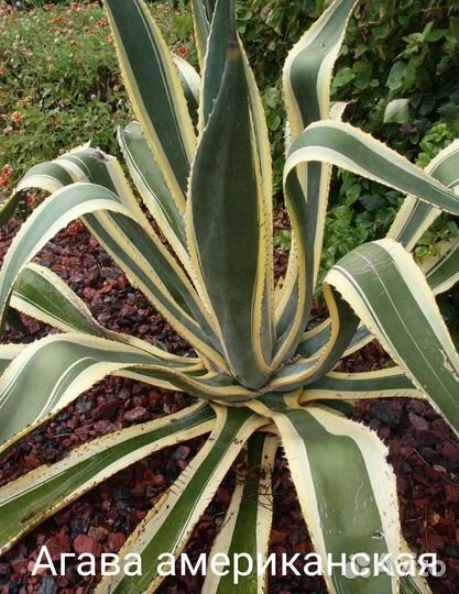 Агава американская