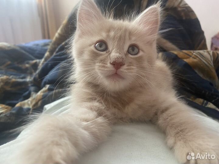 Присмотр за животными