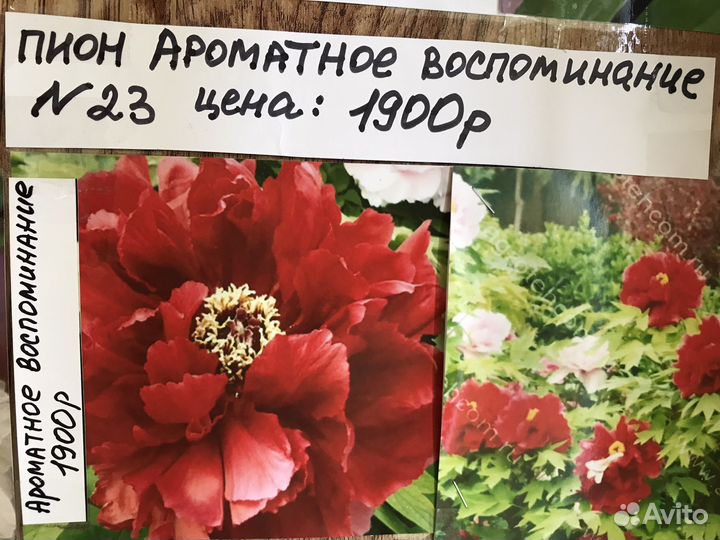 Корни пионов