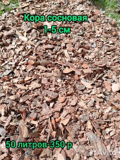 Кора сосны