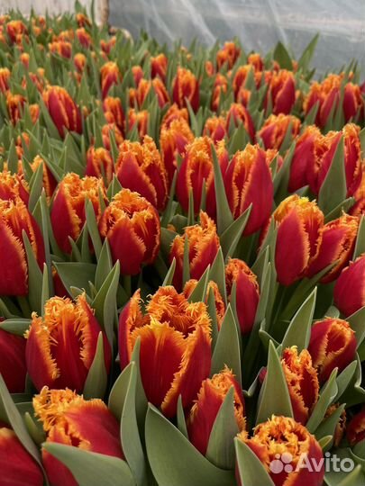 Луковицы тюльпанов после выгонки