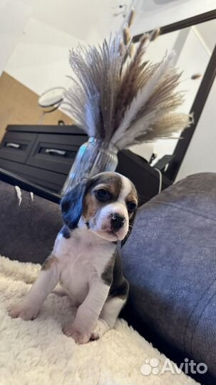 Щенки бигль