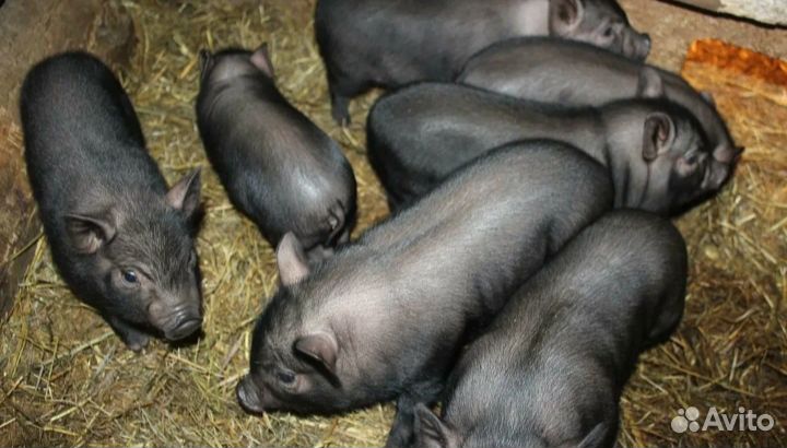 Вьетнамские вислобрюхие поросята