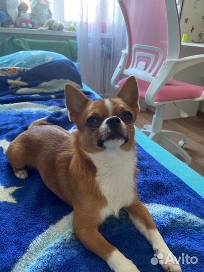 Мальчик чихуа хуа ищет себе принцеску