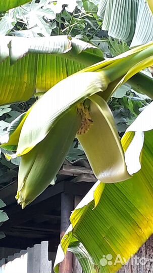 Пальма банановая Пальма веерная