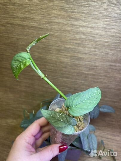 Epipremnum Cebu Blue