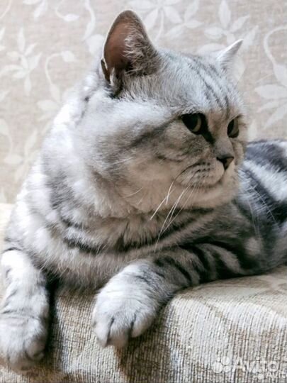 Кот для вязки