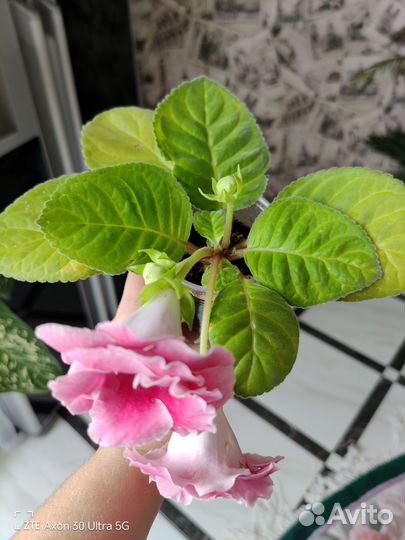 Глоксиния махровая