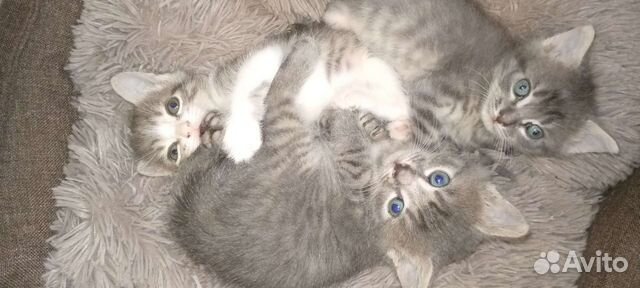 Котята +подарки