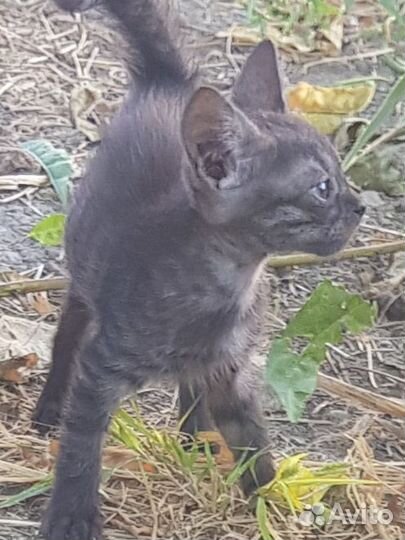 Котята в добрые руки бесплатно