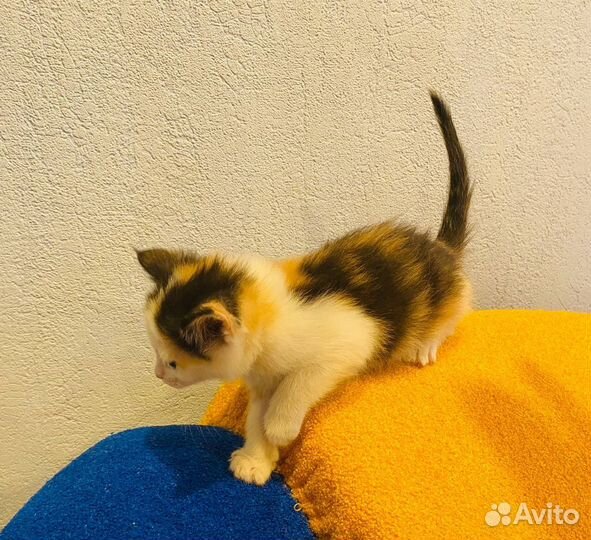 Кошечка в добрые руки