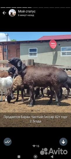 Овцы Эдельбай Гиссар