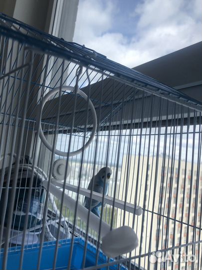 Волнистый попугай с клеткой