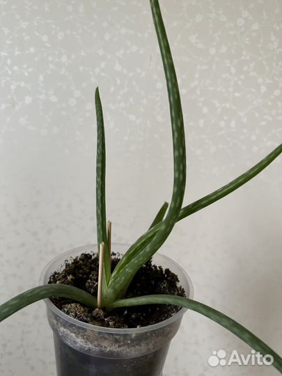 Алоэ вера растение