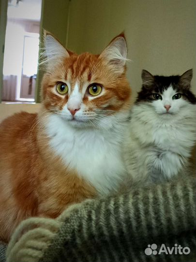 Рыжик в добрые руки