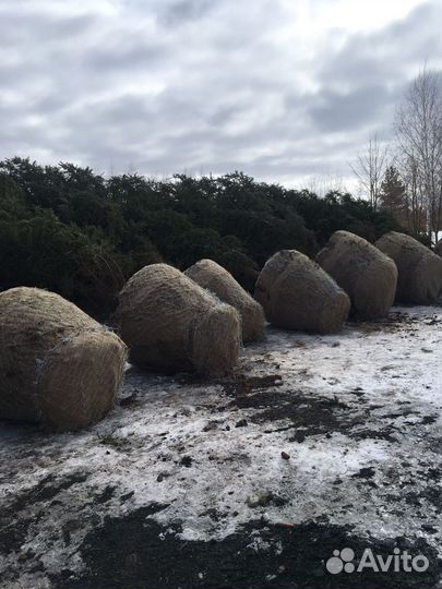 Посадочный материал