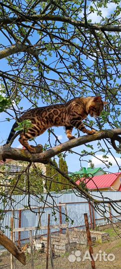Бенгальский кот. Вязка