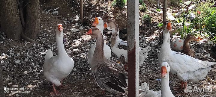 Гусыни благоварский Холмогор на племя