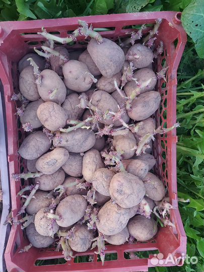 Семенной картофель 