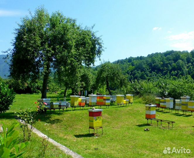 2024 Мёд натуральный алтайский оптом