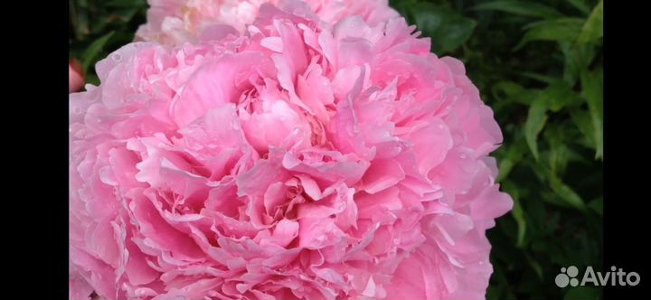 Пион полонез