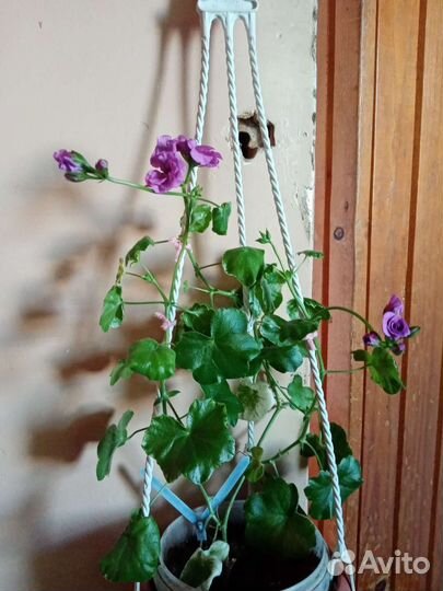 Ампельная герань