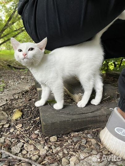 Котенок девочка