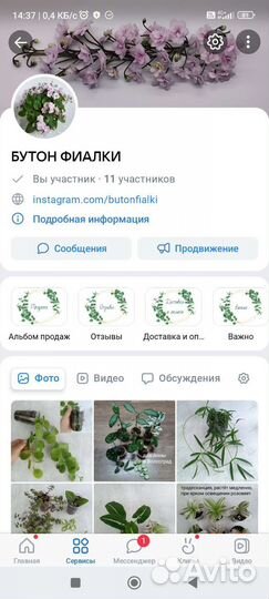 Филодендрон, эпипремнум, сциндапсус и другие
