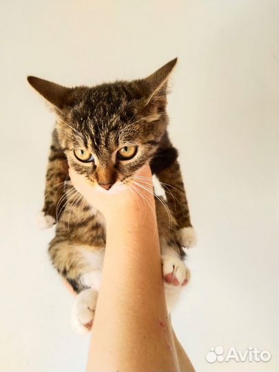 В добрые руки