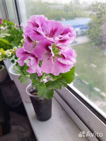 Королевская пеларгония (герань)