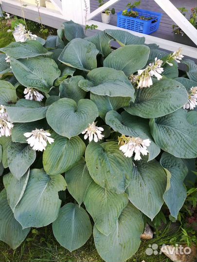 Хосты, очиток