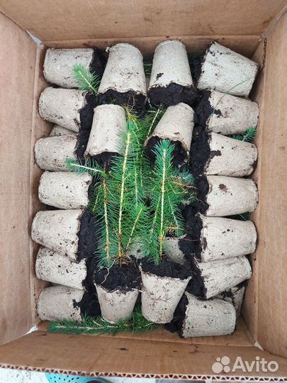 Саженцы ели зкс