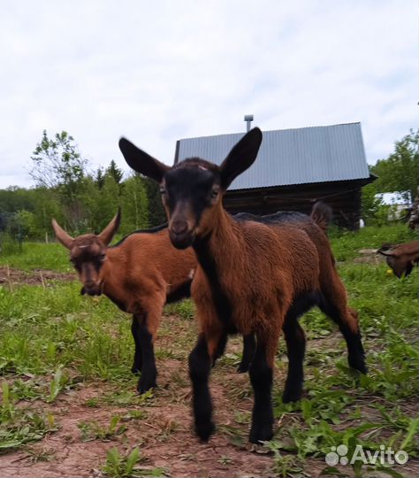 Козочка и козлик ч/п альпийцы